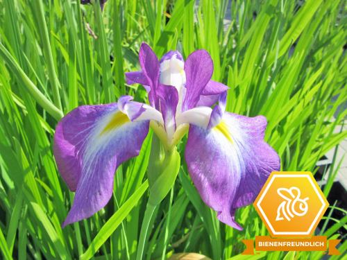 Schwertlilie Japanische Sumpfiris - Iris ensata / kaempferi